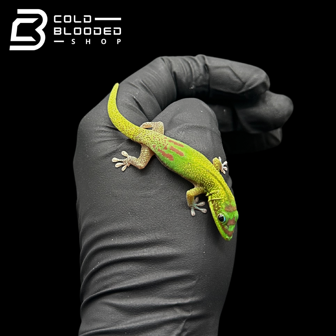 Gold Dust Day Geckos - Phelsuma Laticuada