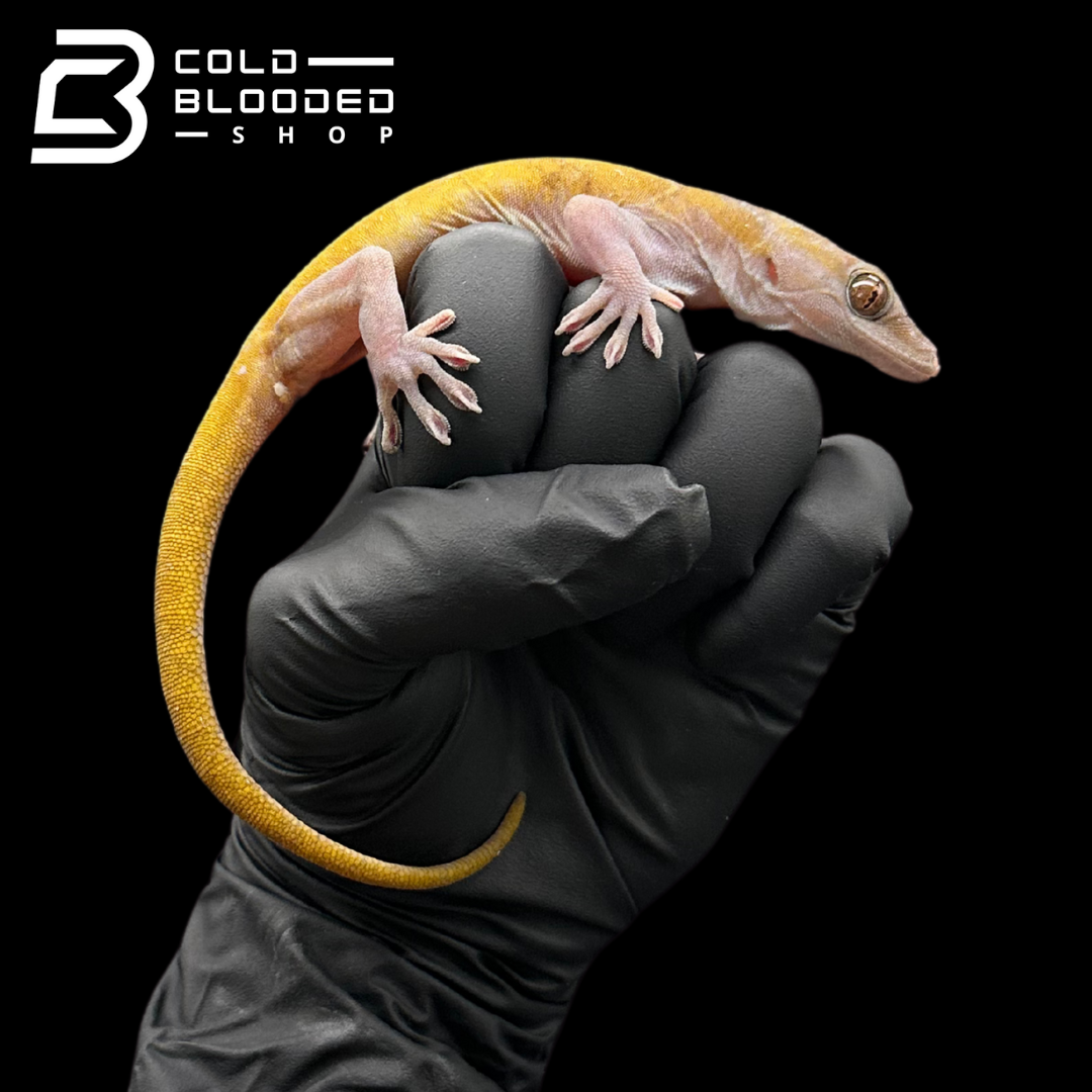 Golden Geckos - Gekko auratus