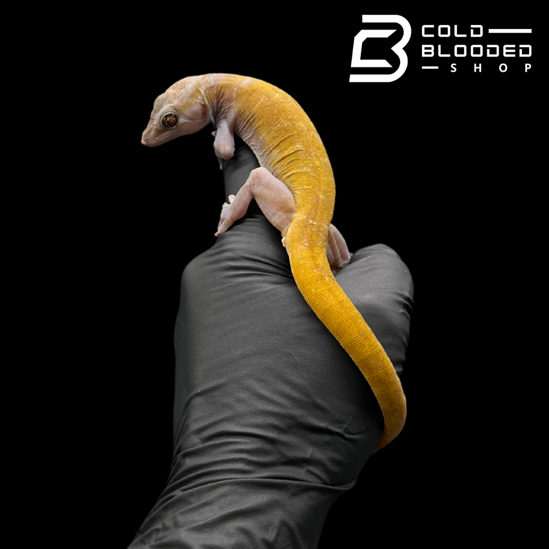 Golden Geckos - Gekko auratus