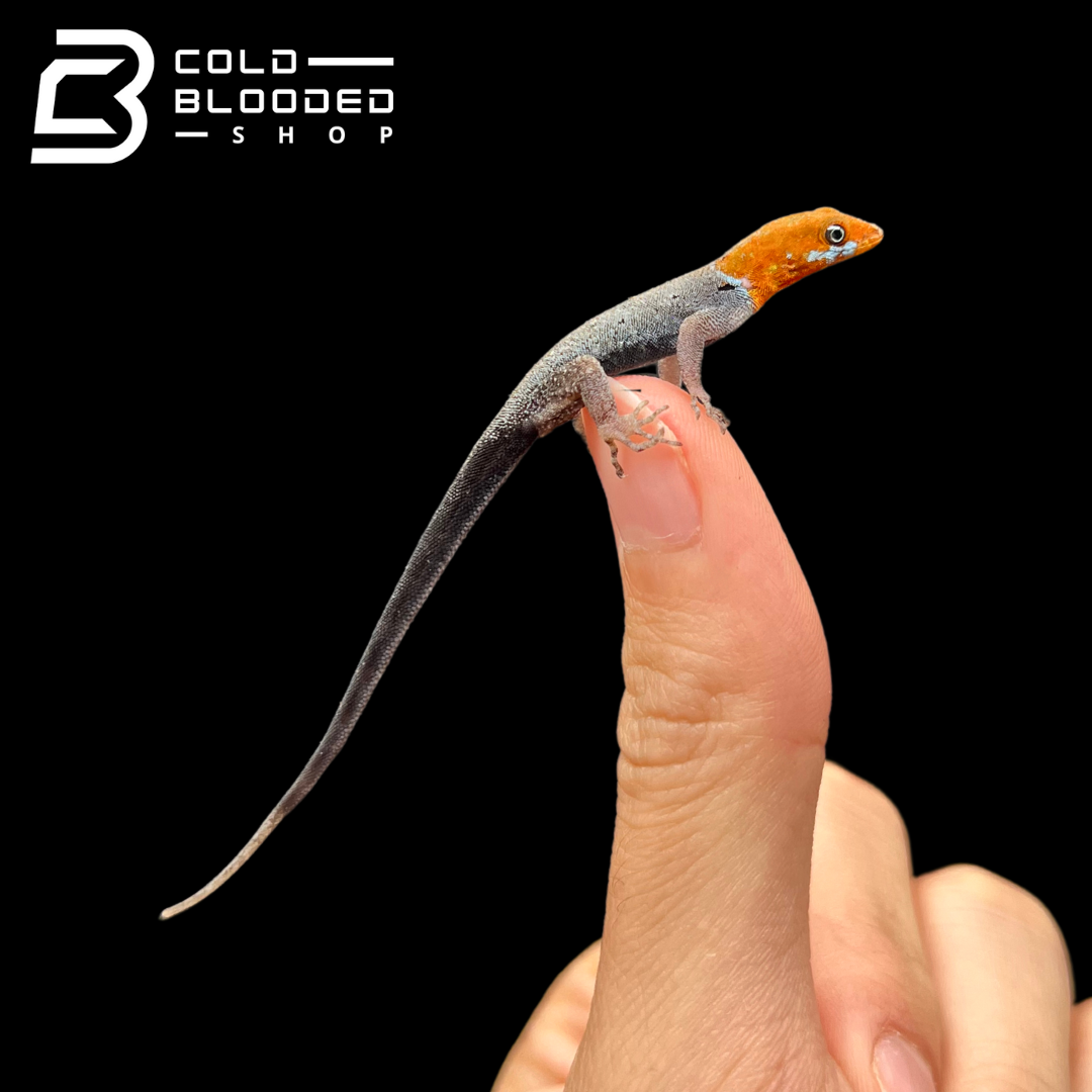 Yellow-Headed Geckos - Gonatodes albogularis