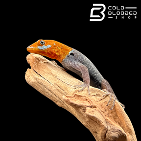 Yellow-Headed Geckos - Gonatodes albogularis