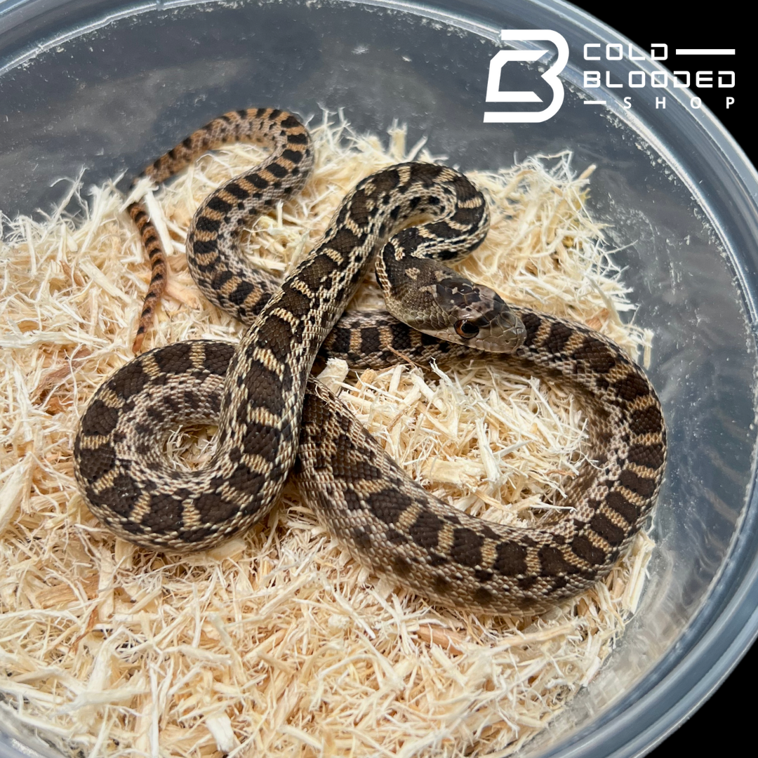 Baby Gopher Snakes - Pituophis catenifer