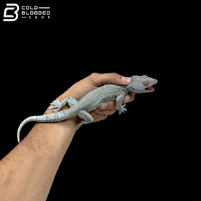 Adult Granite Tokay Gecko - Gekko gecko