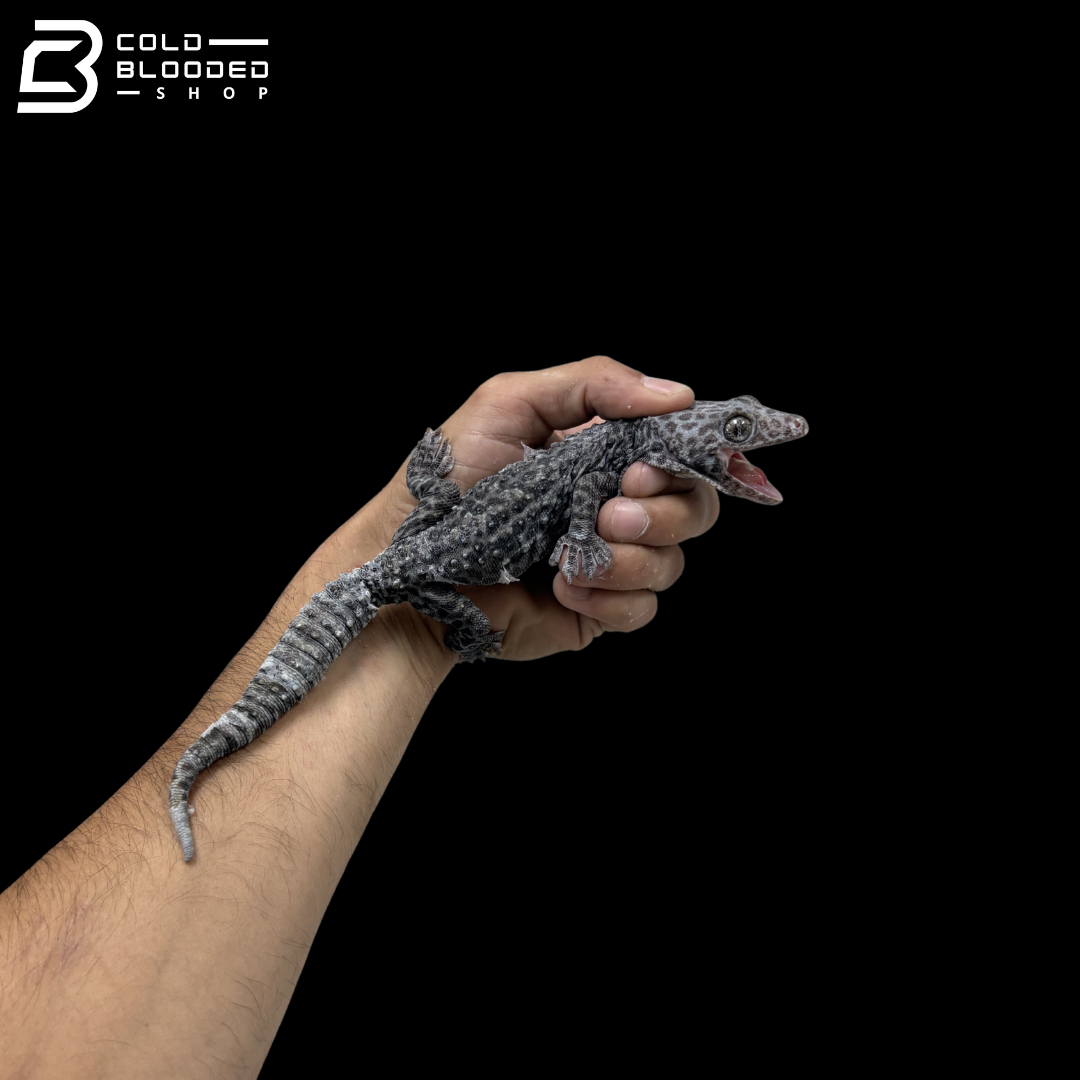 Adult Granite Tokay Gecko - Gekko gecko