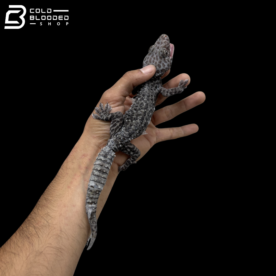 Adult Granite Tokay Gecko - Gekko gecko