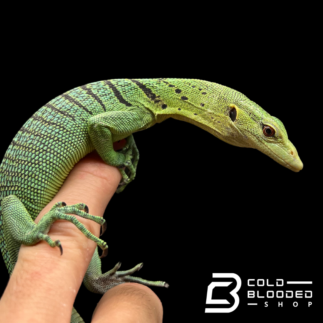 Baby/Juvenile Green Tree Monitor - Varanus prasinus