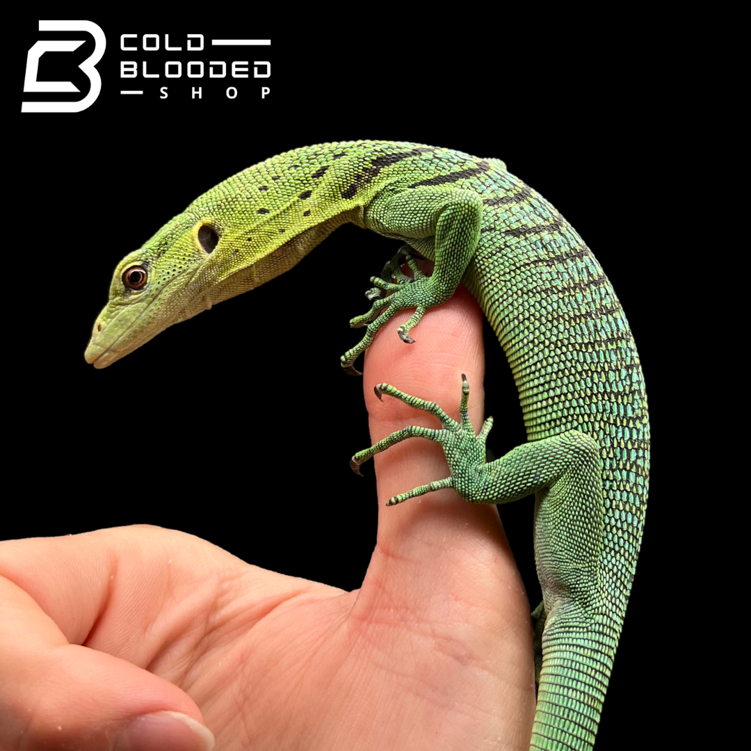 Baby/Juvenile Green Tree Monitor - Varanus prasinus