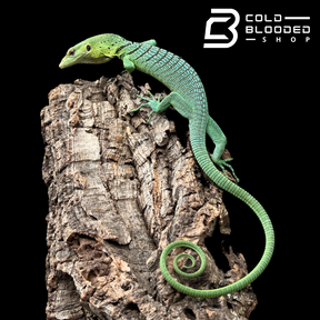 Baby/Juvenile Green Tree Monitor - Varanus prasinus