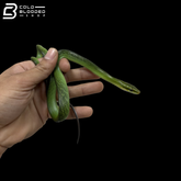CB Green Phase Red-tailed Green Rat Snake - Gonyosoma Oxycephalum