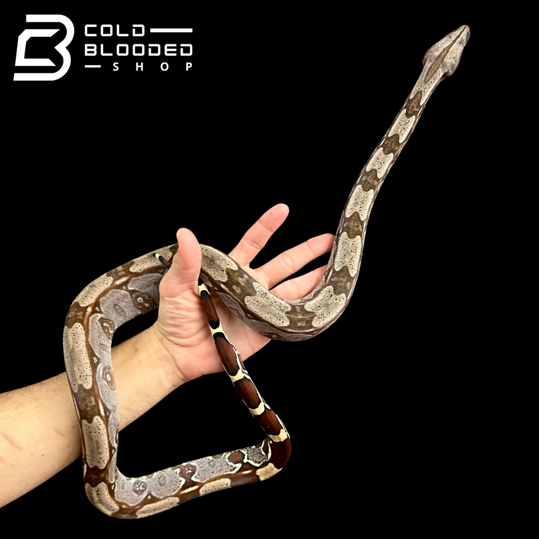 Female Guyana Boa Constrictor - Boa Constrictor