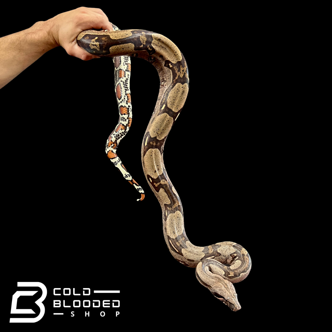 Adult Female Guyana Boa Constrictor - Boa Constrictor