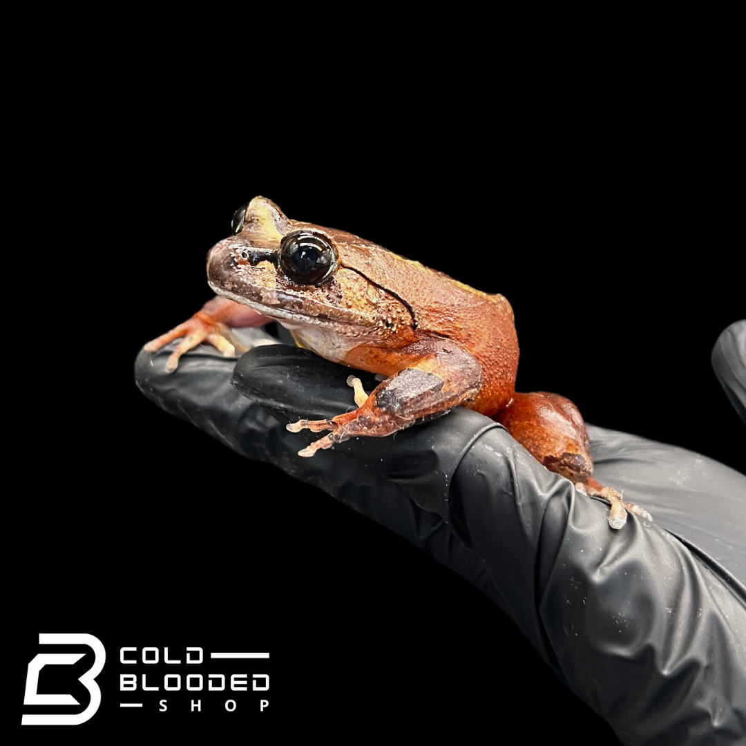 Red Hairy Frogs - Trichobatrachus robustus