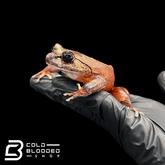 Red Hairy Frogs - Trichobatrachus robustus