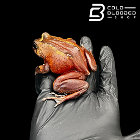 Red Hairy Frogs - Trichobatrachus robustus