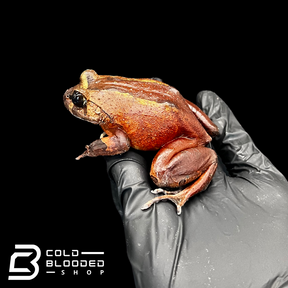 Red Hairy Frogs - Trichobatrachus robustus