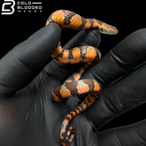 Pitones de árbol verde canario