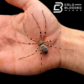 Laos Giant Huntsman Spider - Heteropoda maxima