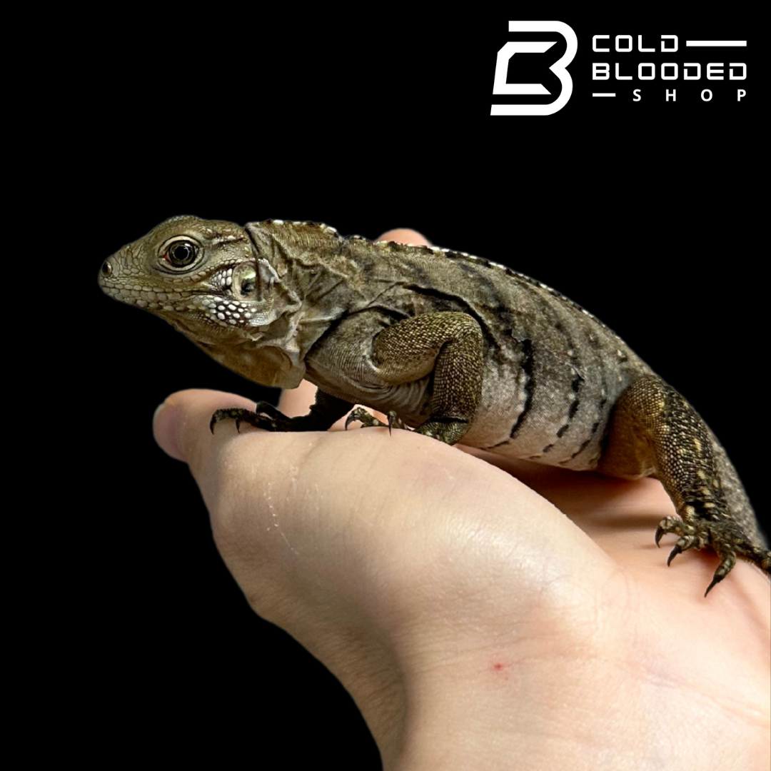 Juvenile Hybrid Rock Iguana - Cyclura lewisi