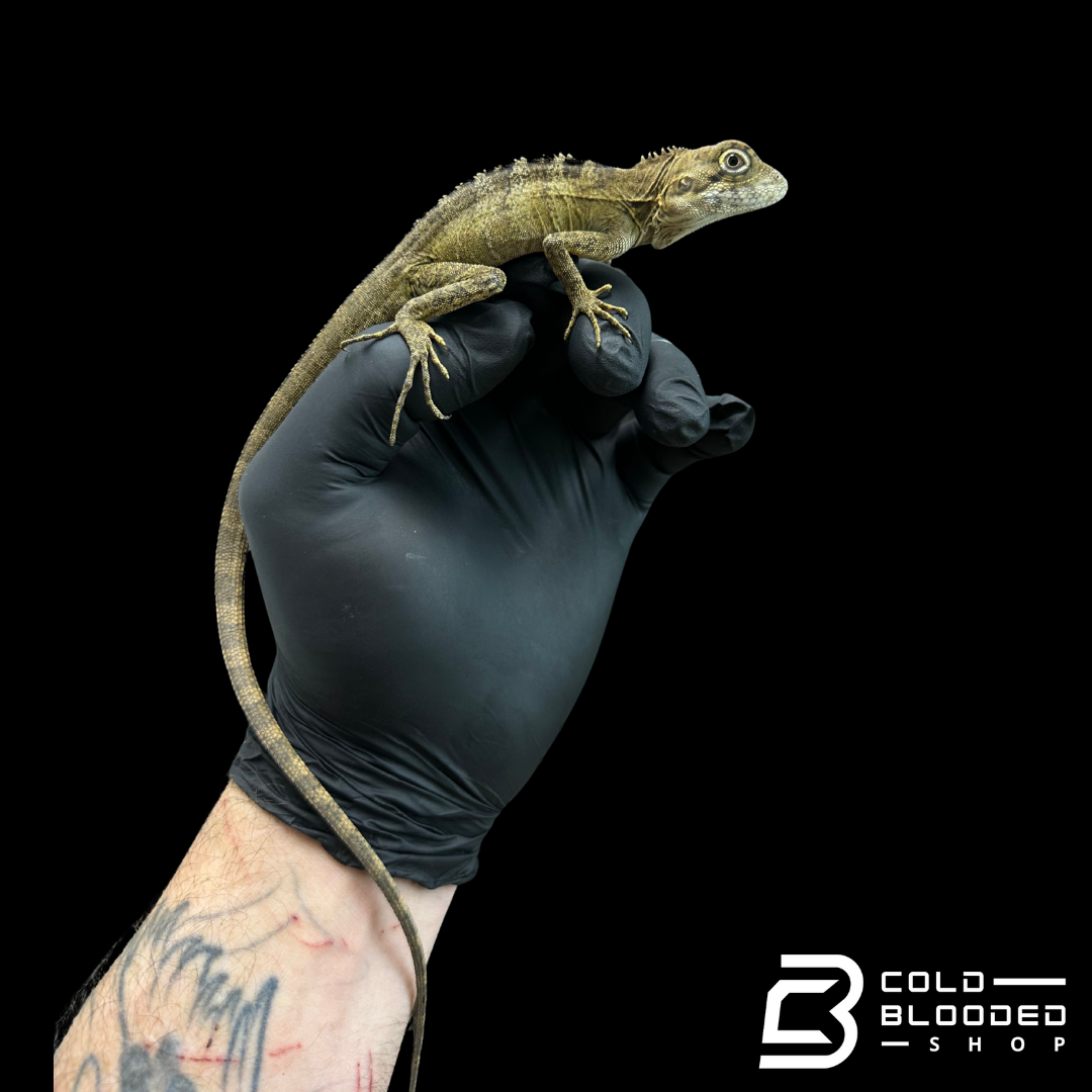 Bebé Uromastyx adornado