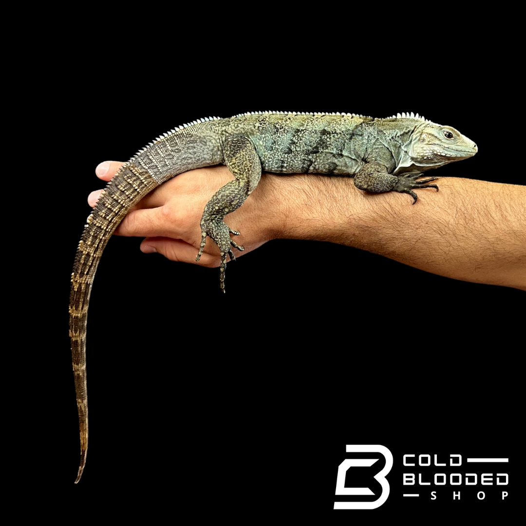 Super Blue Hybrid Rock Iguana - Cyclura lewisi