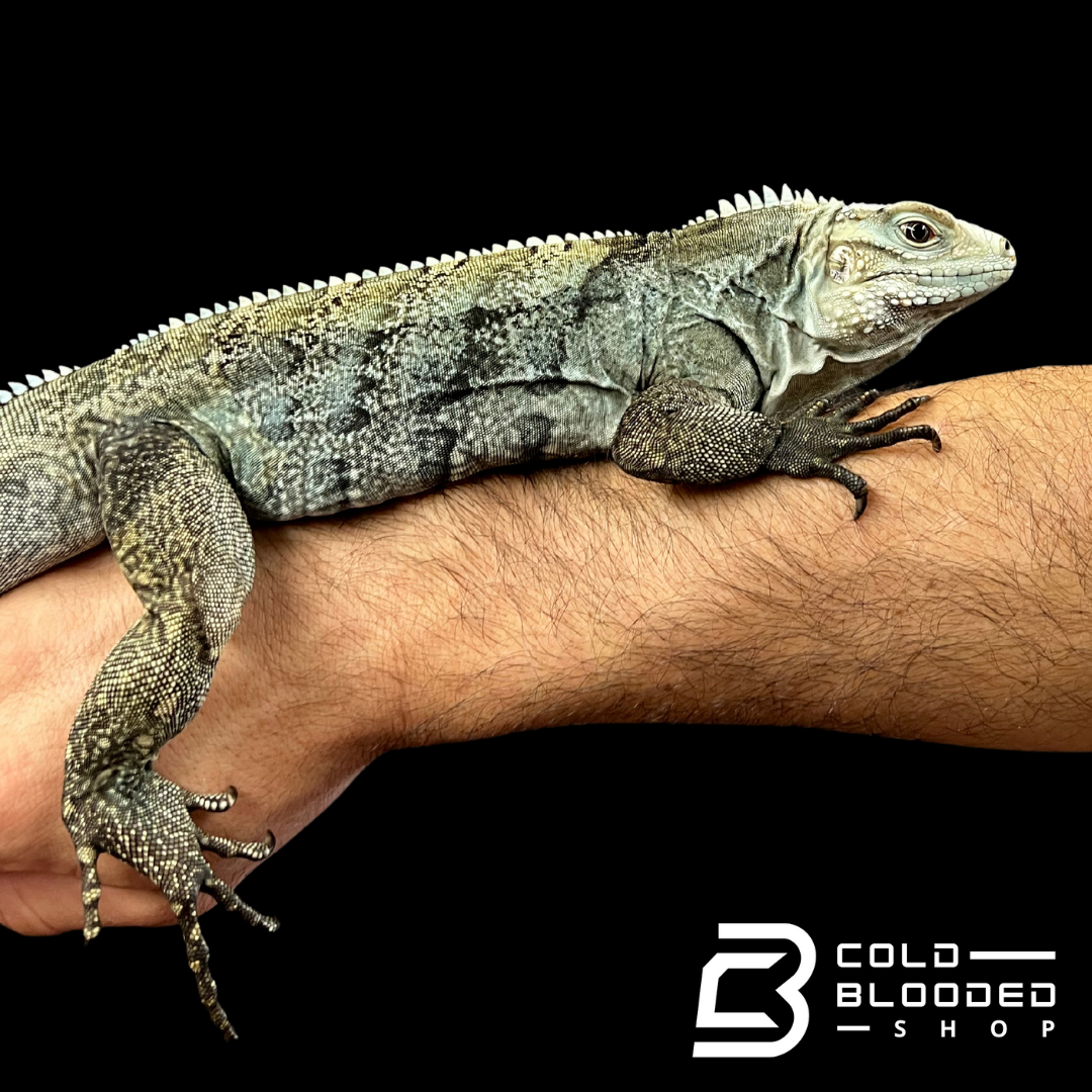 Super Blue Hybrid Rock Iguana - Cyclura lewisi