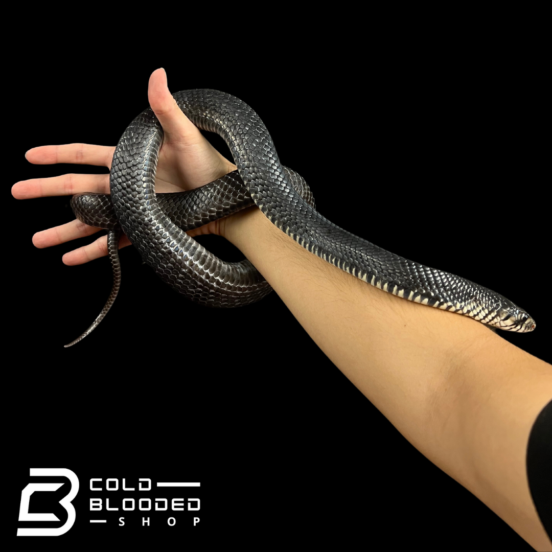 Vera Cruz Mexican Red-tailed Indigo Snake - Drymarchon melanurus rubidus - Cold Blooded Shop