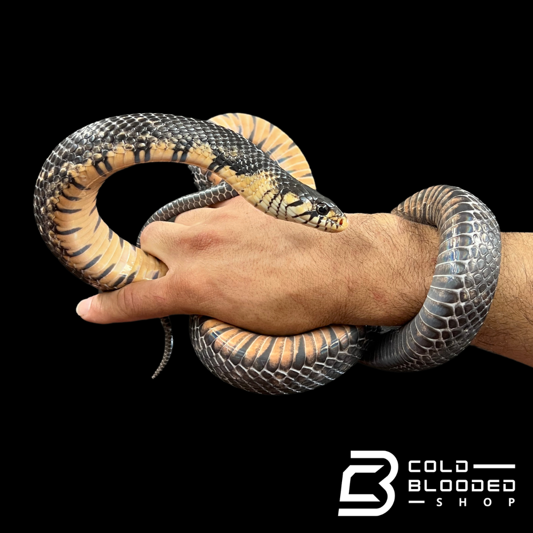 Sub-Adult Male Mexican Indigo Snake - Drymarchon melanurus rubidus