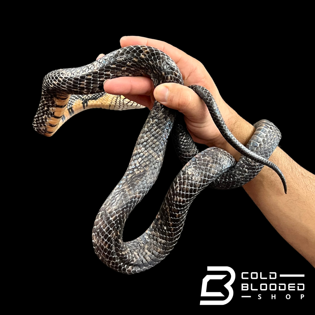 Sub-Adult Male Mexican Indigo Snake - Drymarchon melanurus rubidus