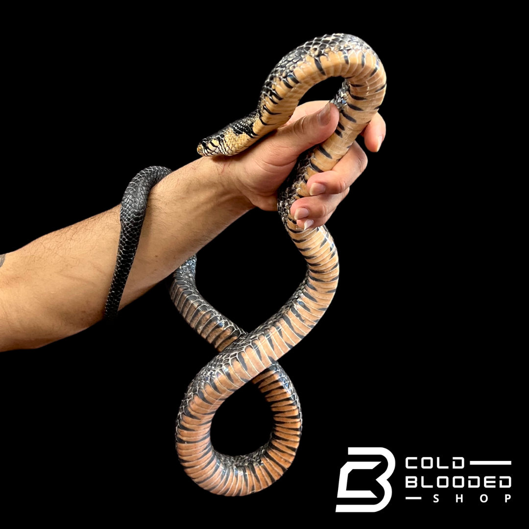 Indigo Python Sub-Adult Male Mexican Indigo Snake - Drymarchon melanurus rubidus