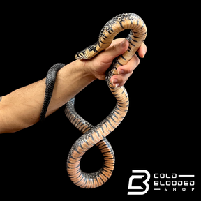 Sub-Adult Male Mexican Indigo Snake - Drymarchon melanurus rubidus