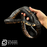 Male Mexican Indigo Snake - Drymarchon melanurus rubidus