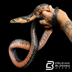 Female Mexican Indigo Snake - Drymarchon melanurus rubidus #1