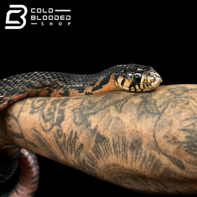 Female Mexican Indigo Snake - Drymarchon melanurus rubidus #1