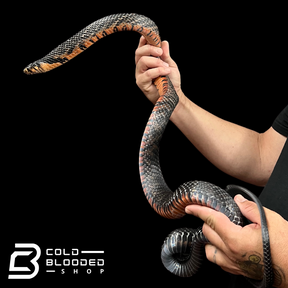 Female Mexican Indigo Snake - Drymarchon melanurus rubidus #1