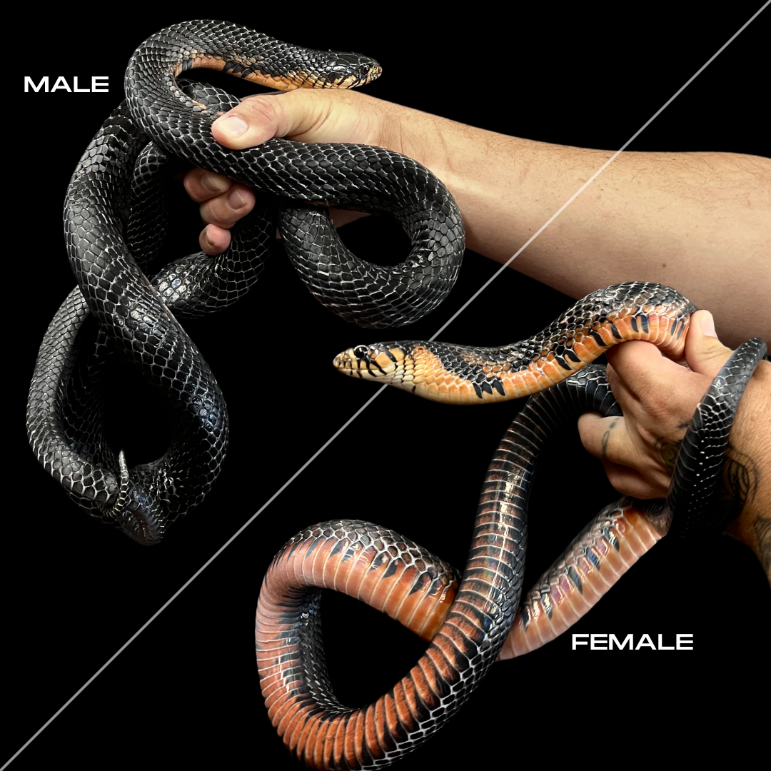 Male Mexican Indigo Snake - Drymarchon melanurus rubidus #1