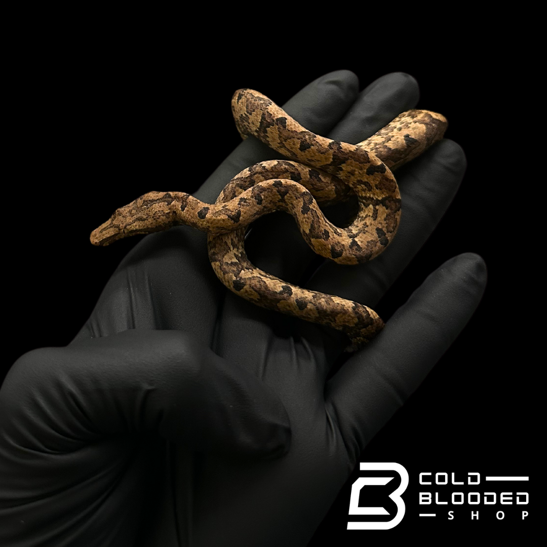 Indonesian Tree Boa - Candoia carinata #1