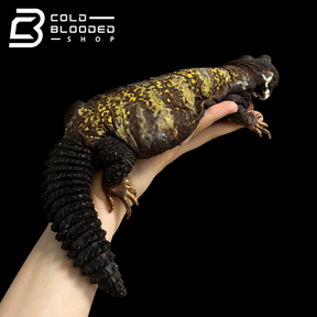Big Fat Beautiful Uromastyx - Uromastyx jaba