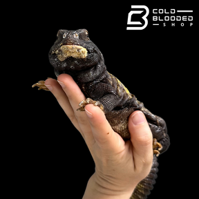 Big Fat Beautiful Uromastyx - Uromastyx jaba