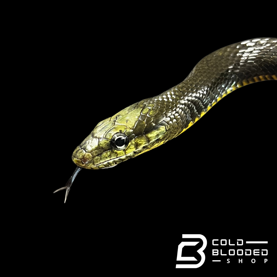 Male Jansen's Rat Snake - Gonyosoma jansenii