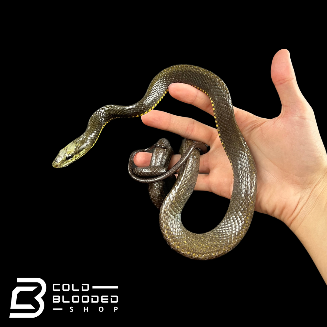 Male Jansen's Rat Snake - Gonyosoma jansenii