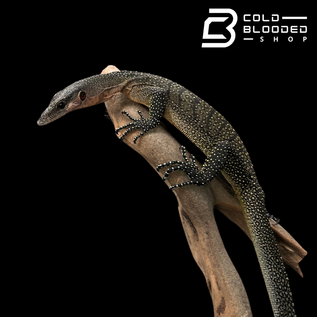 Juvenile Jayapura Peach-throated Monitor - Varanus jobiensis