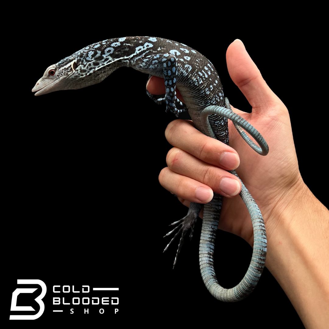 Juvenile Blue Tree Monitor - Varanus macraei