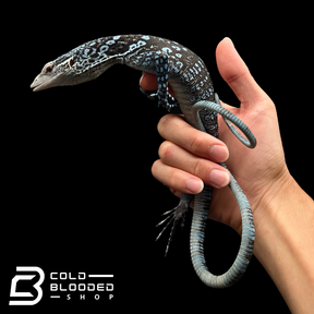 Juvenile Blue Tree Monitor - Varanus macraei