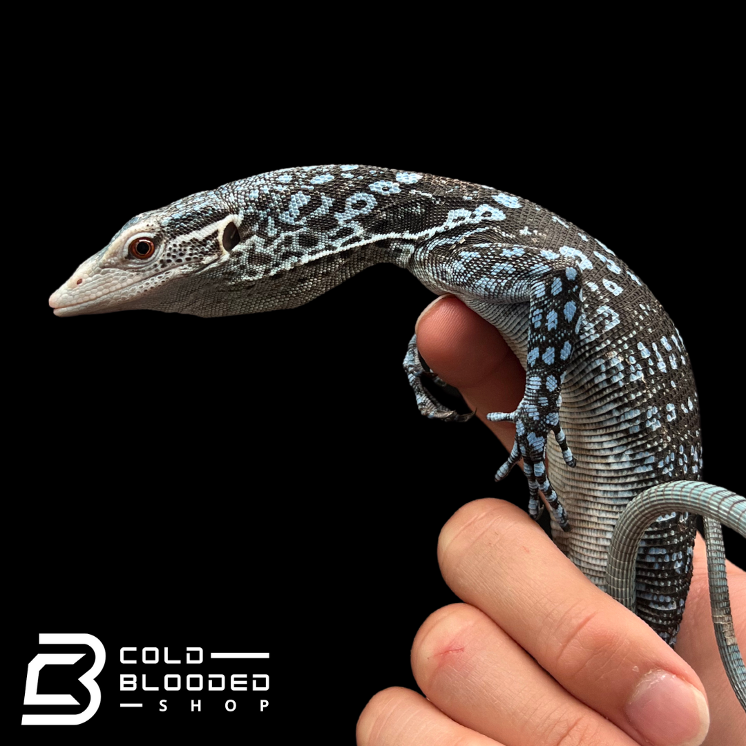 Juvenile Blue Tree Monitor - Varanus macraei