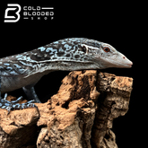 Juvenile Blue Tree Monitor - Varanus macraei