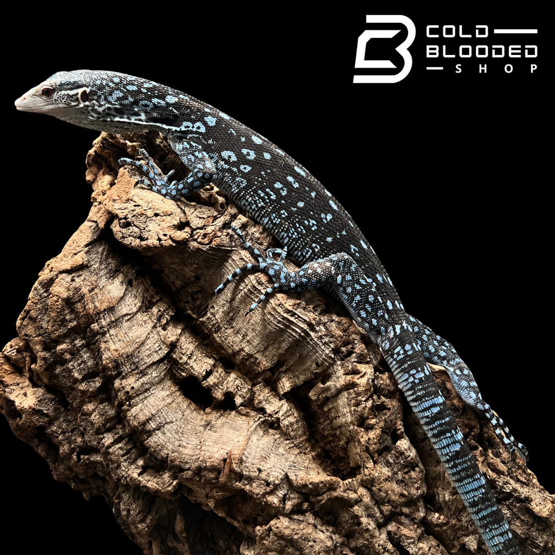 Juvenile Blue Tree Monitor - Varanus macraei