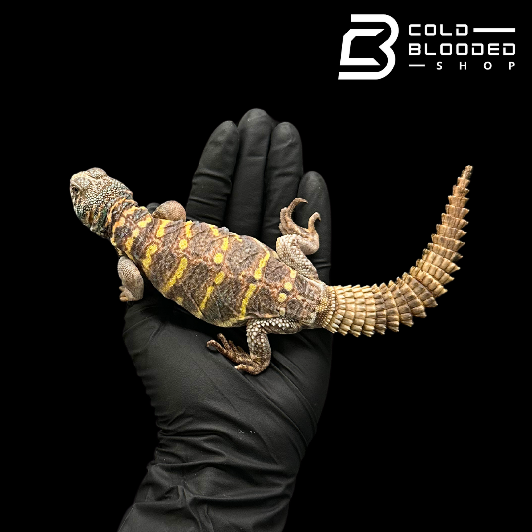 USCB Juvenile Ornate Uromastyx - Uromastyx ornata