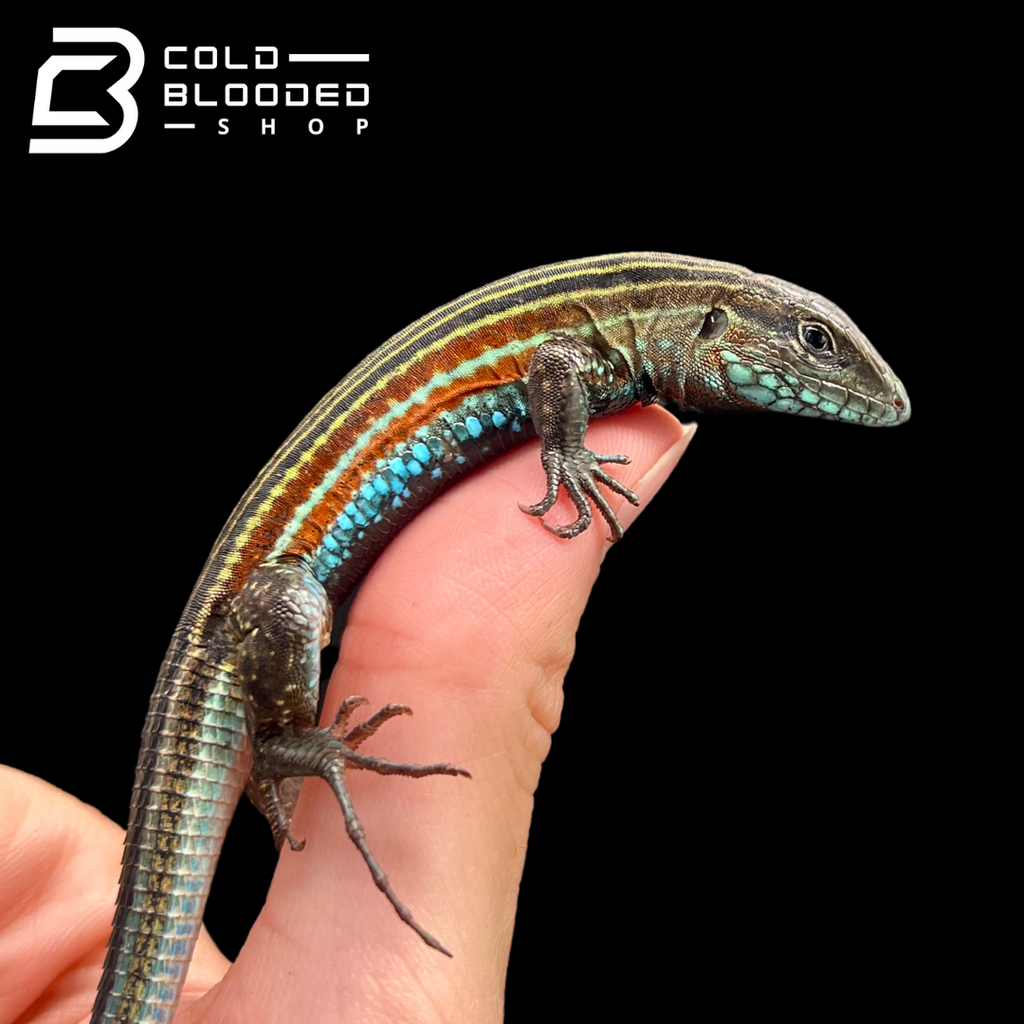 EXOTICO DE LAGO 両A面の限定7inchシングルをリリース!! | NEWS