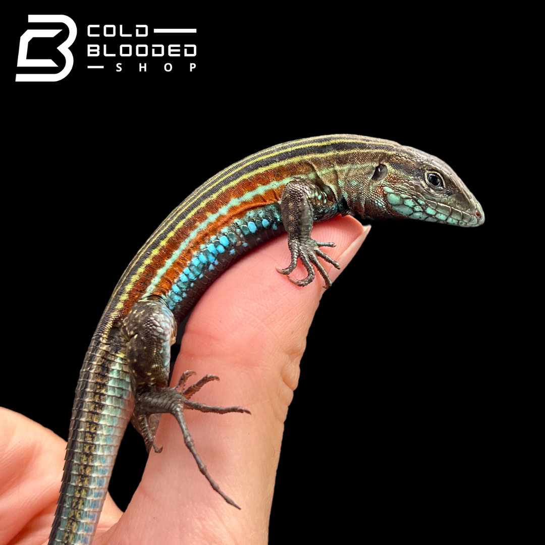 Rainbow Racerunner Lizard - Aspidoscelis deppii