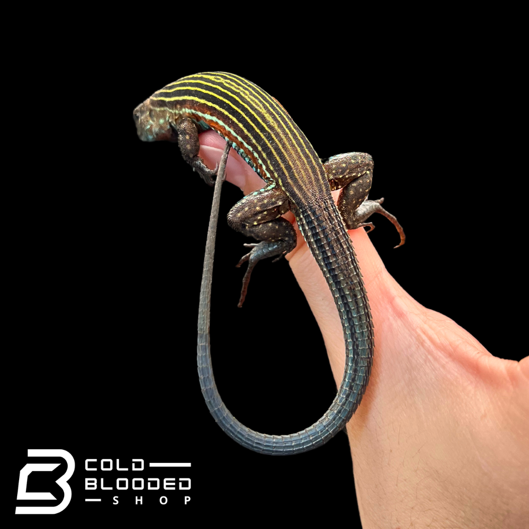 Rainbow Racerunner Lizard - Aspidoscelis deppii